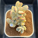 Cotyledon 'Orbiculata' Variegated 3"-4" Succulent Plant Cutting