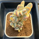 Cotyledon 'Orbiculata' Variegated 3"-4" Succulent Plant Cutting