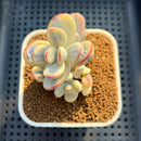 Cotyledon 'Orbiculata' Variegated 3"-4" Succulent Plant Cutting