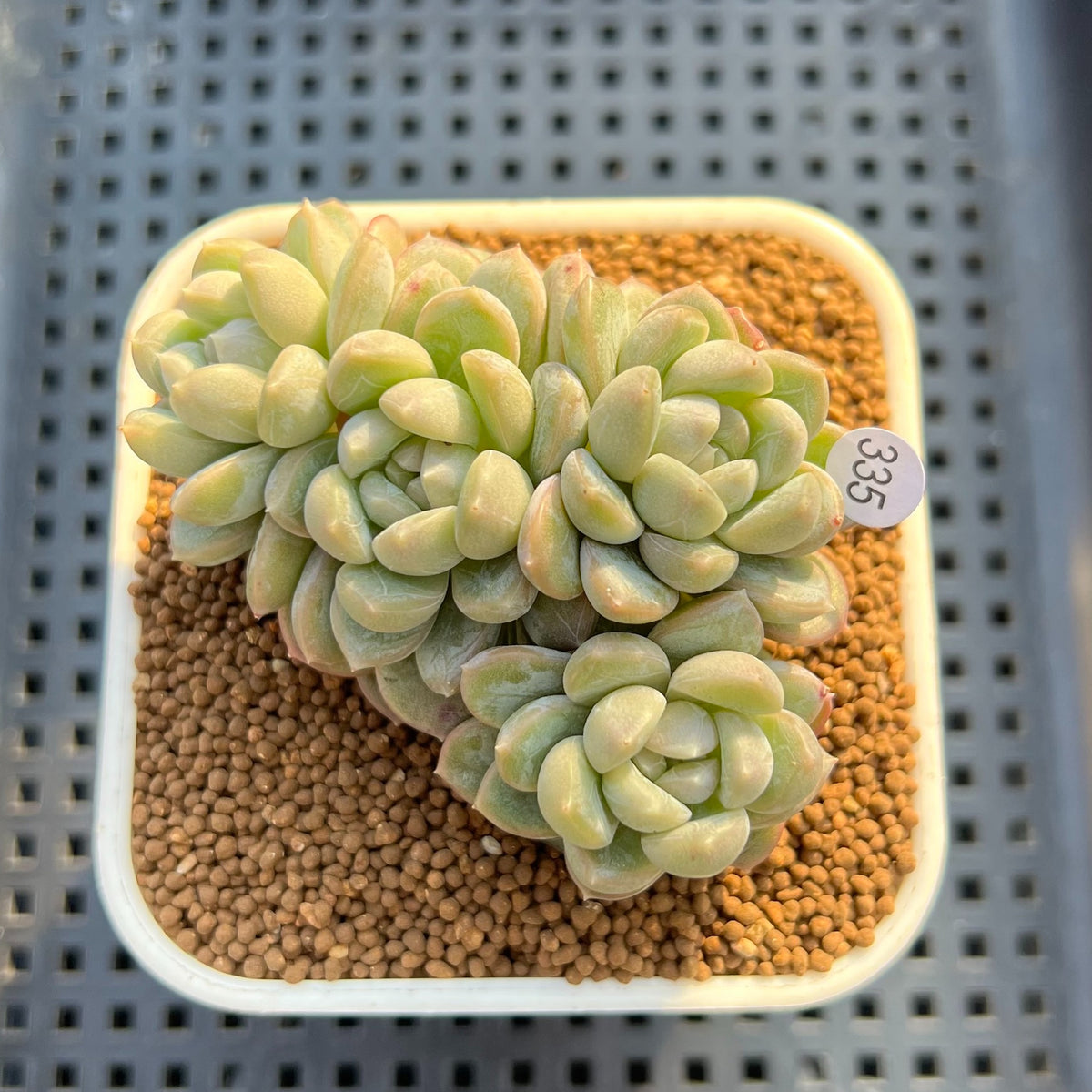 Echeveria 'Coraline' 3" New Hybrid Succulent Plant Cutting