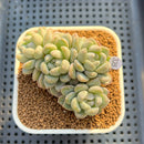 Echeveria 'Coraline' 3" New Hybrid Succulent Plant Cutting