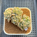 Echeveria 'Coraline' 3" New Hybrid Succulent Plant Cutting