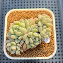 Echeveria 'Coraline' 3" New Hybrid Succulent Plant Cutting