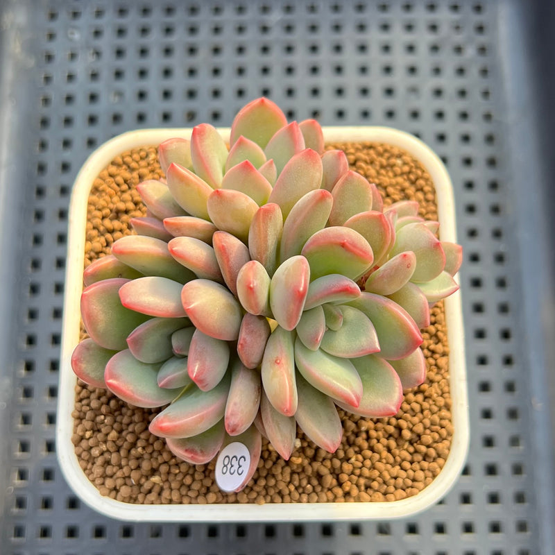 succulent me Echeveria 'Marry Me' 3" Succulent Plant Cutting
