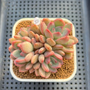 Echeveria 'Marry Me' 3" Succulent Plant Cutting