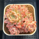 Echeveria 'Ice Diamond' 4"-5" Cluster New Hybrid Succulent Plant Cutting