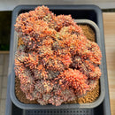 Echeveria sp. Crested 6" Large Succulent Plant Cutting