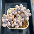 Graptopetalum 'Moonstone' 5" Large Cluster Succulent Plant Cutting