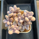 Graptopetalum 'Moonstone' 5" Large Cluster Succulent Plant Cutting