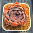 Echeveria 'Pink Lipstick' 3" Succulent Plant Cutting