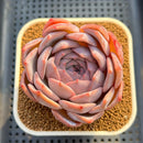 Echeveria 'Pink Lipstick' 3" Succulent Plant Cutting
