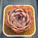 Echeveria 'Pink Lipstick' 3" Succulent Plant Cutting