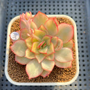 Echeveria 'Esther' Variegated 2"-3" Succulent Plant Cutting