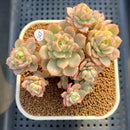 Echeveria 'Deren-Oliver' Variegated 3" (Echeveria Harmsii x Echeveria Derenbergii) Succulent Plant Cutting