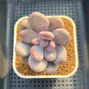 Pachyphytum 'Bracteosum' 2" Succulent Plant Cutting