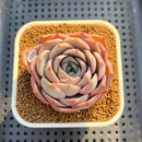 Echeveria 'Pink Lipstick' 2" Succulent Plant Cutting