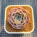 Echeveria 'Pink Lipstick' 2" Succulent Plant Cutting