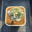Echeveria 'Cream Puff' 2" Succulent Plant Cutting