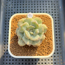 Echeveria 'Cream Puff' 2" Succulent Plant Cutting
