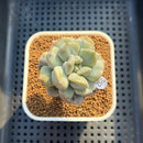 Echeveria 'Cream Puff' 2" Succulent Plant Cutting