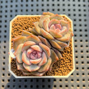 Echeveria 'Pink Barbie' 2" Succulent Plant Cutting
