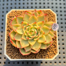 Echeveria 'Gold Castle' Variegated 2" Succulent Plant Cutting