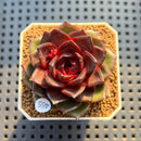 Echeveria 'Esper Rose' 2" New Hybrid Succulent Plant Cutting