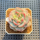 Sedeveria 'Pudgy' Variegated 2" Succulent Plant Cutting