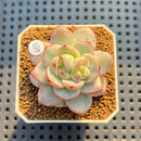 Sedeveria 'Pudgy' Variegated 2" Succulent Plant Cutting