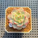 Sedeveria 'Pudgy' Variegated 2" Succulent Plant Cutting