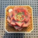 Echeveria 'Raphael' 2" Succulent Plant Cutting