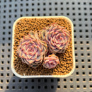 Echeveria 'Rio Heart' 1" Succulent Plant Cutting