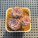 Echeveria 'Rio Heart' 1" Succulent Plant Cutting