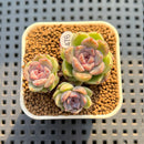 Echeveria 'Boracay' 1" Succulent Plant Cutting