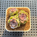 Echeveria 'Boracay' 1" Succulent Plant Cutting