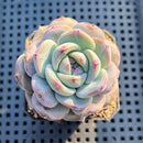 Echeveria 'Purple Look' 2" Succulent Plant