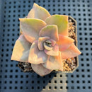 Graptopetalum 'Bainesii' Variegated 2"-3" Succulent Plant