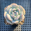 Echeveria 'Purple Look' 2" Succulent Plant
