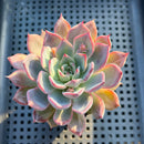 Echeveria 'Black Swan' 2"-3" Succulent Plant