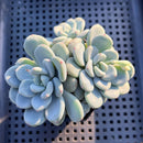 Pachyveria sp. Cluster 3"-4" Succulent Plant