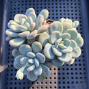 Pachyveria sp. Cluster 3"-4" Succulent Plant