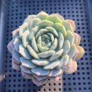 Echeveria sp. 2"-3" Succulent Plant