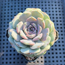 Echeveria sp. (Unique Specimen) 2" Succulent Plant