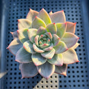 Echeveria 'Diamond Dragon' 3" (Red Dragon Variant) Succulent Plant