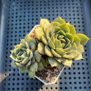 Echeveria 'Lucidum Roman' Lightly Variegated 2" Succulent Plant