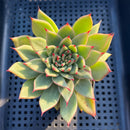 Echeveria Agavoides sp. Mutated/Lightly Variegated 3" Succulent Plant