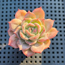 Echeveria sp. 2"-3" Succulent Plant