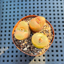 Conophytum Maughanii (Set of 3) 2" Succulent Plant