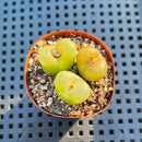 Conophytum Maughanii (Set of 3) 2" Succulent Plant