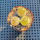 Conophytum Burgeri 2" (Set of 3) Succulent Plant